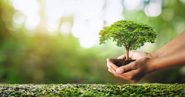 istock hand holdig plant growing on green background with sunshine 1396411162
