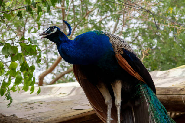 istock Beautiful Male Peacock Standing On Branch 1396411186