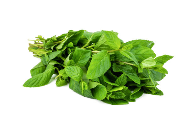 istock Newly harvested fresh mint on isolated white background 1396411731