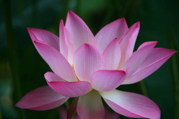 istock The Lotus flowers 1396412929