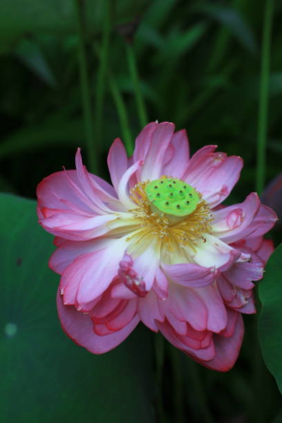 istock The Lotus flowers 1396413013