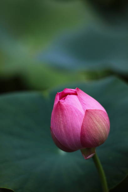istock The Lotus flowers 1396413043