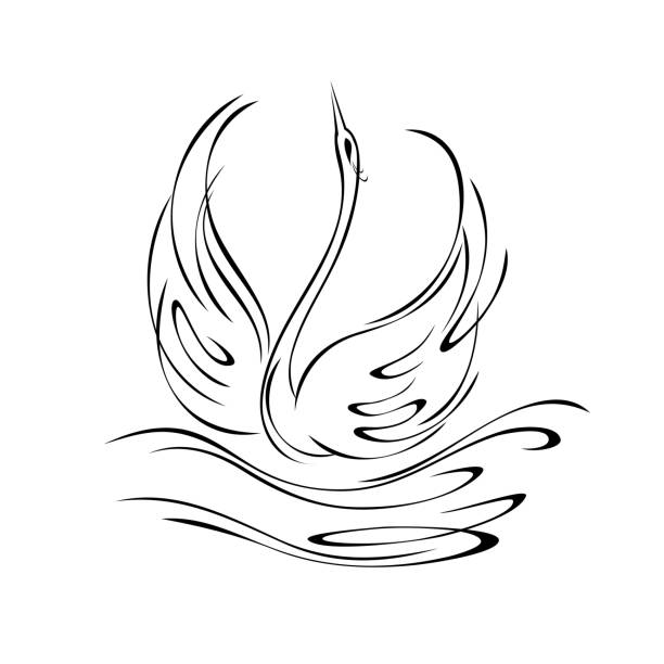 swan 47 stylized graceful Swan floating on the water. Graphic illustration in black lines on a white background constellation cygnus stock illustrations