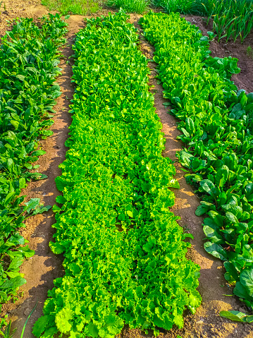 Ripe vegetables in a small field