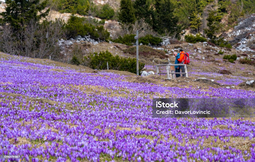 Two men, Parkinson disease patients on field of blooming purple crocus flowers at entrance of cove. A man, Parkinson disease patient on field of blooming purple crocus flowers on meadow growing at the entrance to the underground cove. Spring time at Velika planina, Slovenia. Active Seniors Stock Photo