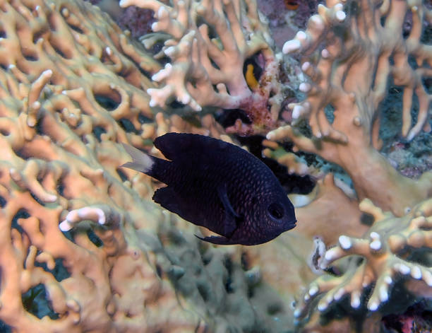 istock A Whitefin Damselfish (Pomacentrus albicaudatus) in the Red Sea, Egypt 1396421012