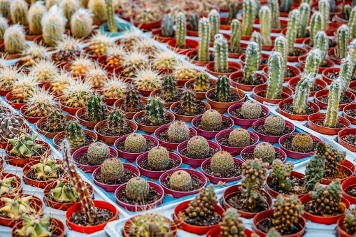 Cacti Sold in Small Pots