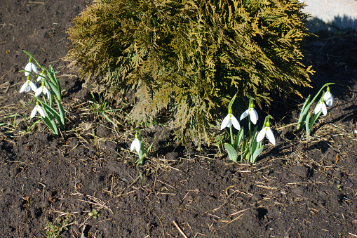 White flowers of common snowdrops in February