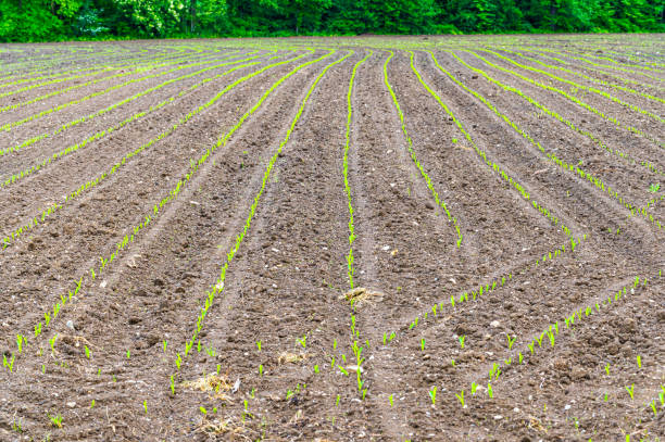 istock Field cultivated with maize, and agriculture. 1396426265