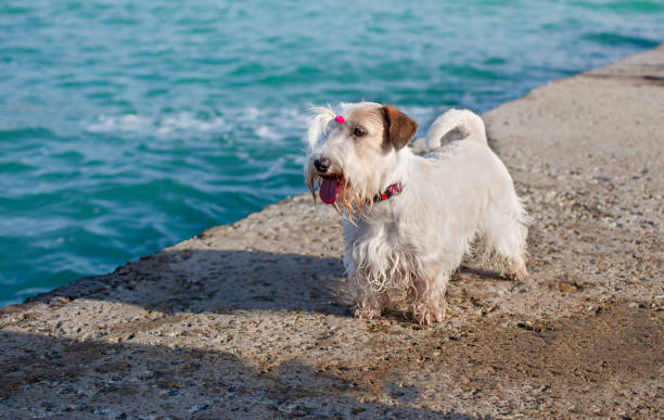 istock Sealyham terrier in the sea coast 1396426808