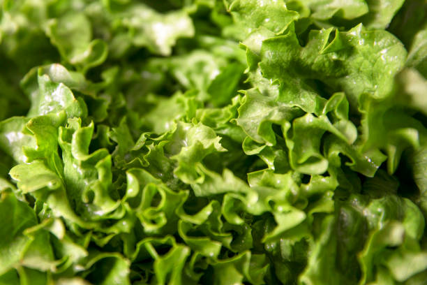 istock Close-Up of Fresh Lettuce 1396427407