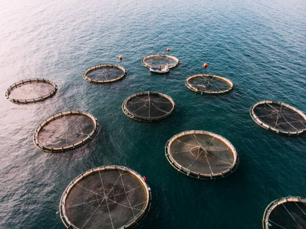 drone view fish farms in the sea - fishing fishing industry sea fish - fotografias e filmes do acervo