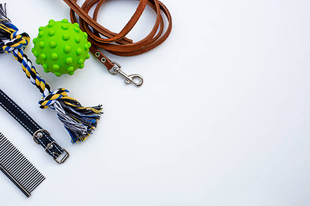 istock Collection of accessories for pets care. 1396427446