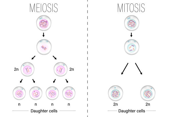 meiose und mitose diagramm vektor. zellteilung. prophase, metaphase, anaphase und telophase. - chromatid stock-grafiken, -clipart, -cartoons und -symbole