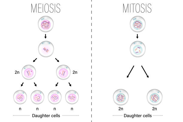 ilustrações, clipart, desenhos animados e ícones de vetor de diagrama de meiose e mitose. divisão celular. prophase, metafase, anaphase e telophase. - mitose