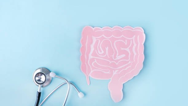 istock Internal human organs intestine from paper and stethoscope on blue background. World Inflammatory Bowel Disease Day. Organism microbiome, digestive organ 1396428009