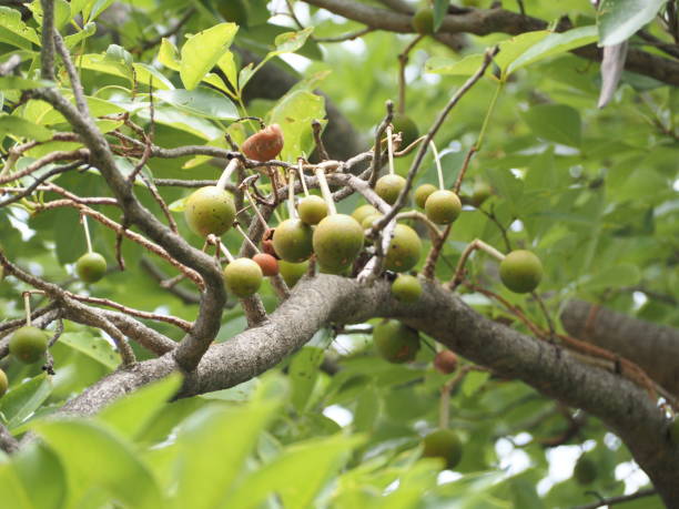 istock Tropical asian fruits. 1396429269