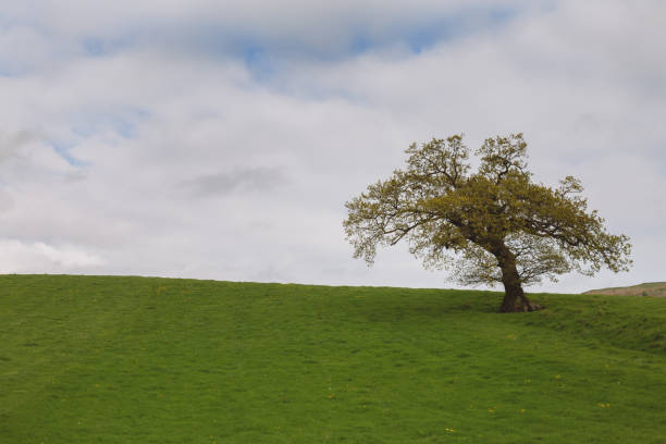 istock big lonely oak tree on a green meadow against the cloudy blue sky. 1396429441