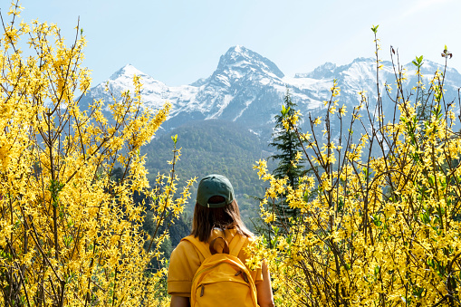 rear view of young woman traveler in cap with yellow backpack among flowering forsythia bushes against snowy mountain peaks hiking in spring , landscape beauty in nature, tourism