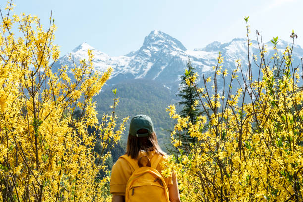 rear view of young woman traveler in cap with yellow backpack among flowering forsythia bushes against snowy mountain peaks hiking in spring , landscape beauty in nature, tourism rear view of young woman traveler in cap with yellow backpack among flowering forsythia bushes against snowy mountain peaks hiking in spring , landscape beauty in nature, tourism caucasus stock pictures, royalty-free photos & images