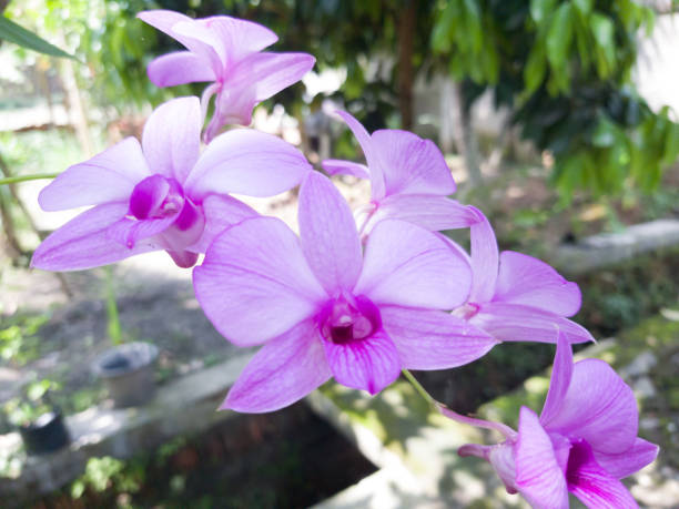 Violet orchid or Dendrobium bigibbum Violet orchid or Dendrobium bigibbum Dendrobium stock pictures, royalty-free photos & images