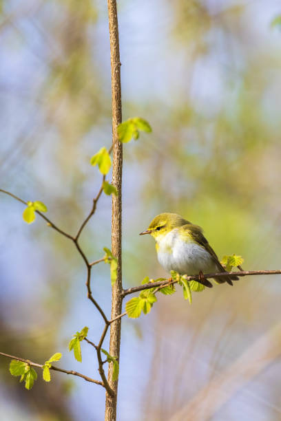 Leaf warbler sitting in a budding tree at springtime Leaf warbler sitting in a budding tree at springtime wood warbler phylloscopus sibilatrix stock pictures, royalty-free photos & images