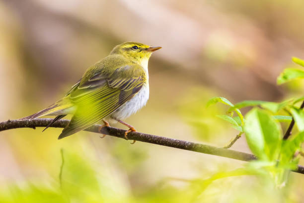 Willow warbler sitting on a branch at springtime Willow warbler sitting on a branch at springtime wood warbler phylloscopus sibilatrix stock pictures, royalty-free photos & images