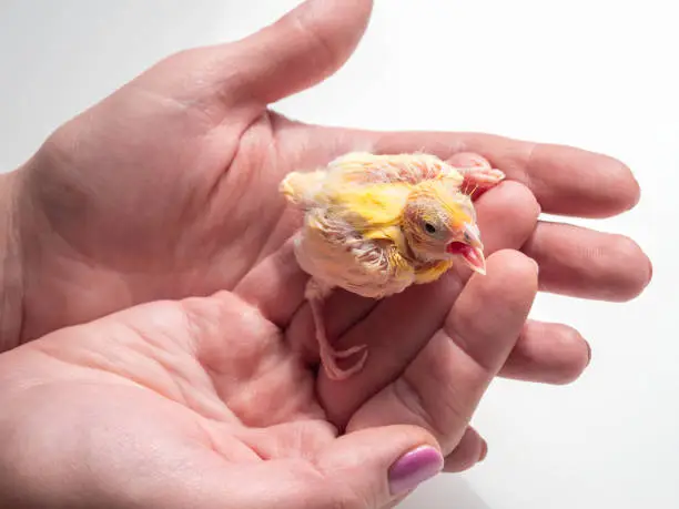 Photo of Close-up of canary chick on a human palm will be warmed by love and the warmth of the sun. Spring replenishment in the family. Breeding of songbirds at home.