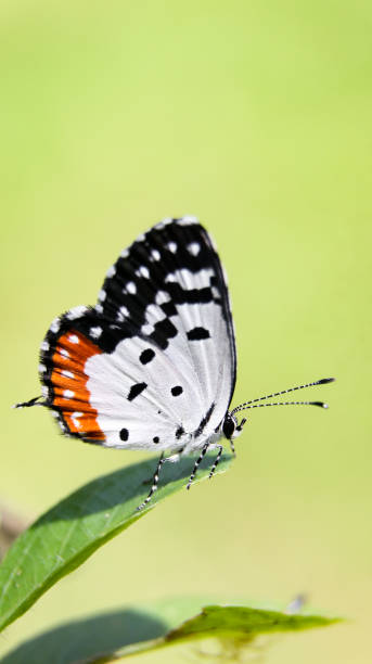 istock a beautiful butterfly with a red patch on its black and white wings 1396435191