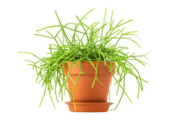 Succulent Rhipsalis or mistletoe cacti house plant potted in the ceramic terracotta pot isolated on white.