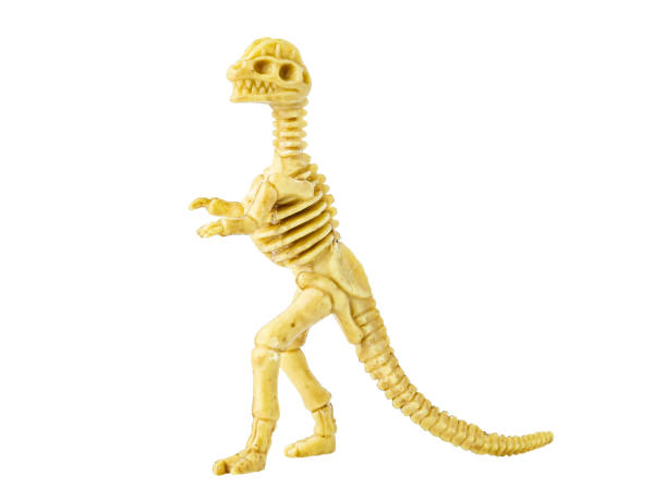 istock Dinosaur skeleton model toy isolated on white 1396436029