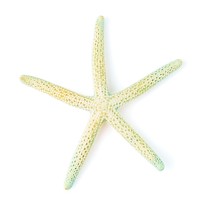 Turquoise Starfish Sea Shell isolated on white background