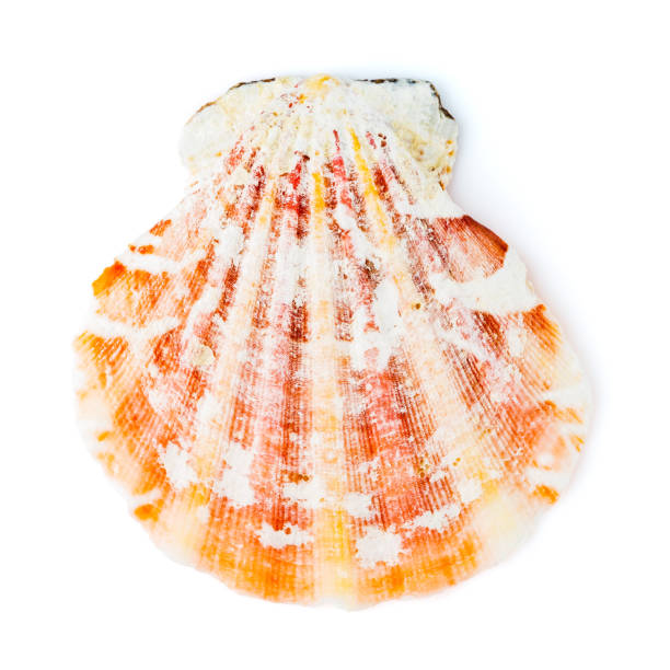 istock Red cockleshell Sea shell isolated on white 1396436085