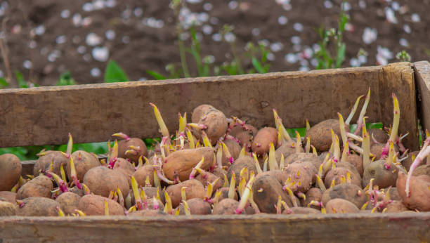 istock Potatoes for planting on a farm in a box. 1396436233