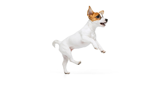 Portrait of cute playful puppy of Jack Russell Terrier in motion, jumping, playing isolated over white studio background. Concept of motion, beauty, vet, breed, pets, animal life. Copy space for ad