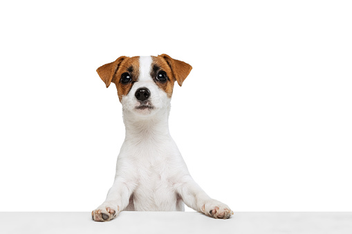 Portrait of cute puppy, Jack Russell Terrier standing on hind legs, leaning on table isolated over white studio background. Concept of motion, beauty, vet, breed, pets, animal life. Copy space for ad