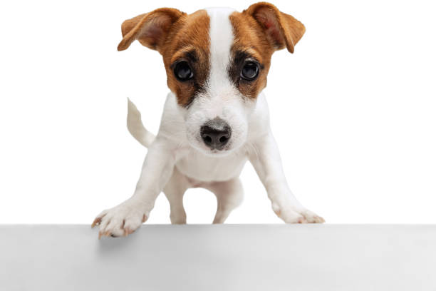 istock Portrait of little Jack Russell Terrier looking at camera isolated over white studio background 1396436449