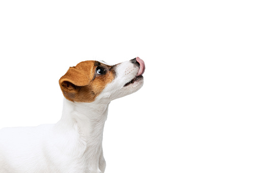 Side view portrait of Jack Russell Terrier dog with sticking out tongue looking upwards isolated on white studio background. Concept of motion, beauty, vet, breed, pets, animal life. Copy space for ad