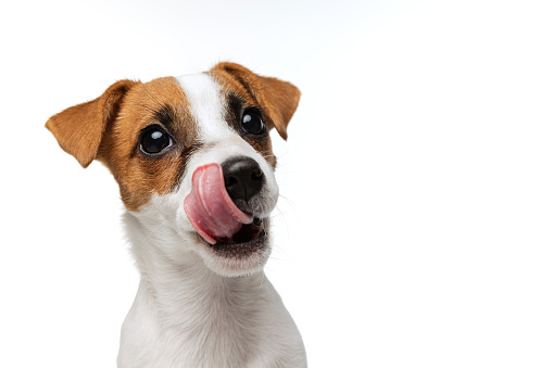 Portrait of cute Jack Russell Terrier puppy with sticking out tongue posing isolated over white studio background. Concept of motion, beauty, vet, breed, pets, animal life. Copy space for ad