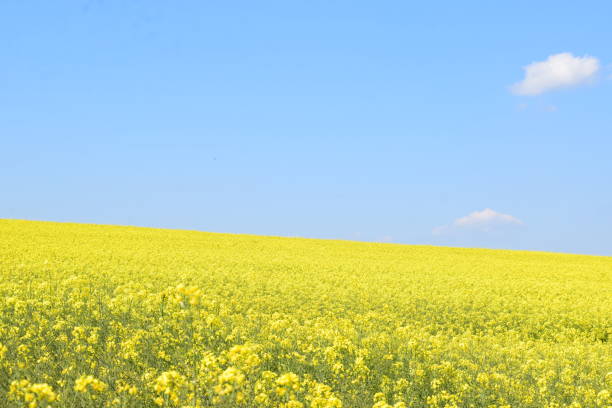 istock yellow fields in front of blue sky 1396436540
