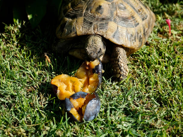 istock Tortoise eating ripe plum, on the grass 1396437730