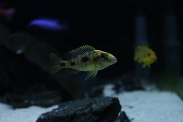 istock Cichlid colorful fish in aquarium 1396437949