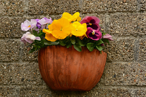 springtime: retro flower pot stuffed with blooming pany plants.