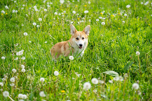 A Pembroke Welsh Corgi dog is looking at camera while staying  on a grass field in springtime