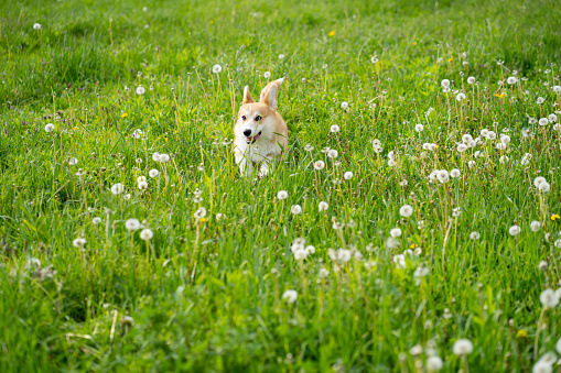 A playful Pembroke Welsh Corgi dog walking in grass outside in springtime