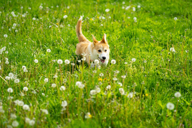 istock A Pembroke Welsh Corgi dog is running on a grass field in springtime 1396438112