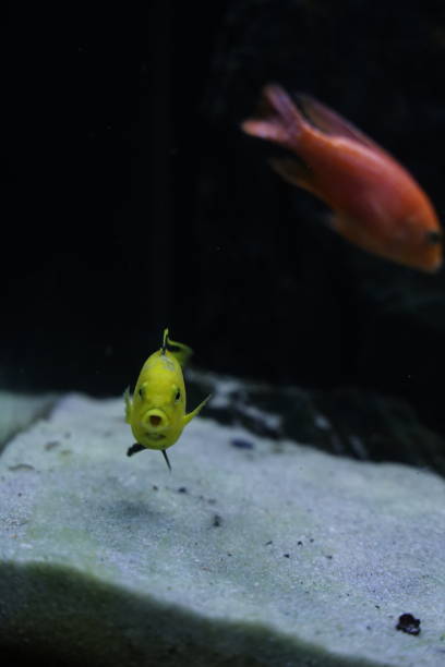 istock Cichlid colorful fish in aquarium 1396438135