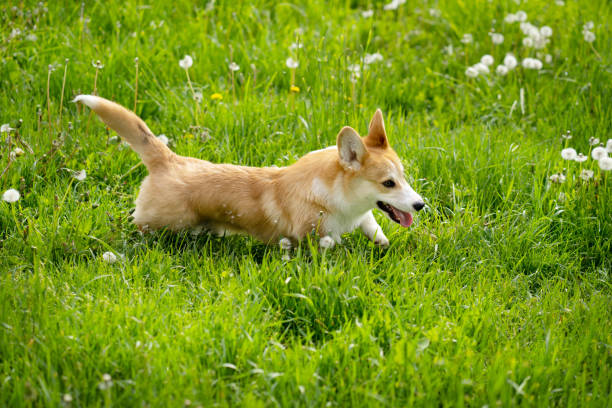 istock A Pembroke Welsh Corgi dog is running on a grass field in springtime 1396438144