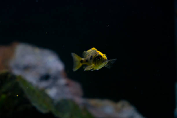 istock Cichlid colorful fish in aquarium 1396438186