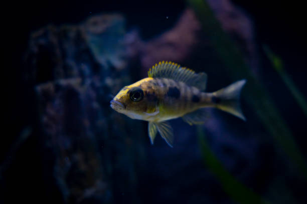 istock Cichlid colorful fish in aquarium 1396438210